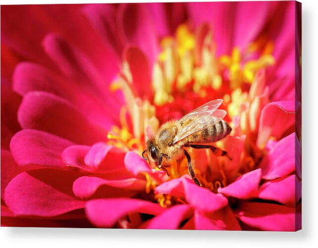 Bee Acrylic Print featuring the photograph Bees Business by Rick Deacon