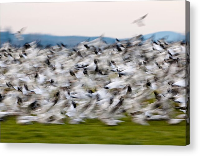 Wildlife Acrylic Print featuring the photograph Blurry birds in a flurry L467 by Yoshiki Nakamura