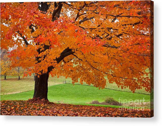 Autumn Acrylic Print featuring the photograph Bright Pasture by Susan Cole Kelly