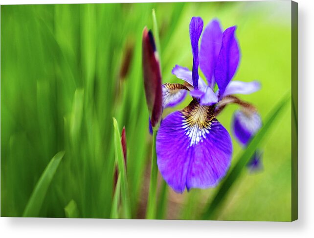 Caesar's Brother Acrylic Print featuring the photograph Caesar's Brother by Pamela Taylor