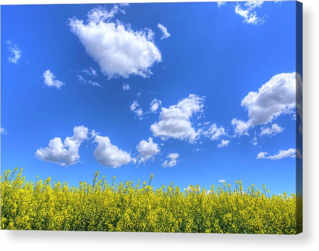 Highway 2 Acrylic Print featuring the photograph Canola Skies by Spencer McDonald