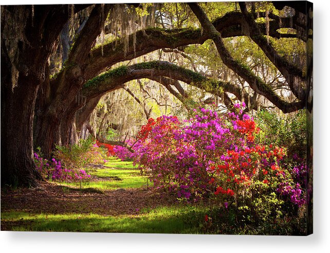 South Acrylic Print featuring the photograph Charleston SC Magnolia Plantation Gardens - Memory Lane by Dave Allen