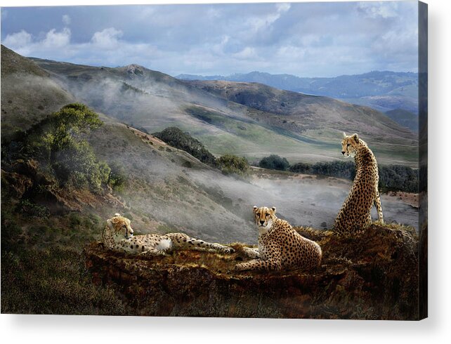 Cheetah Acrylic Print featuring the photograph Cheetah Ridge by Melinda Hughes-Berland