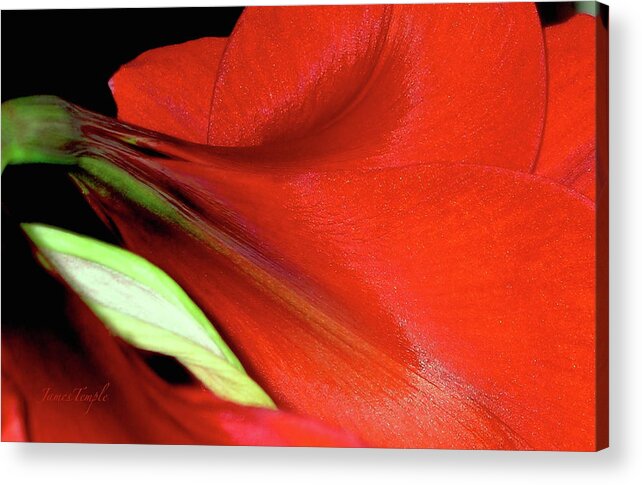 Amaryllis Acrylic Print featuring the photograph For The Love Of Red by James Temple