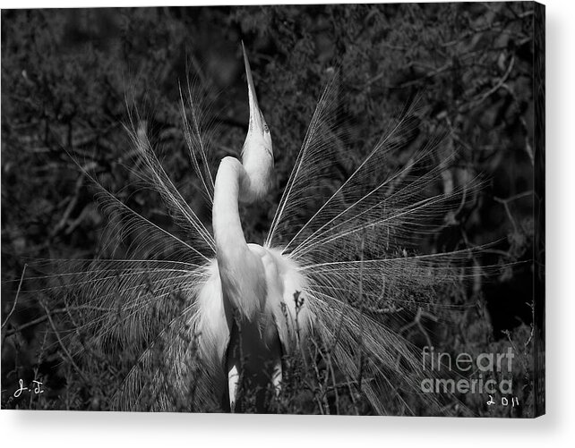 Egret Acrylic Print featuring the photograph Courtship Plumes by John F Tsumas