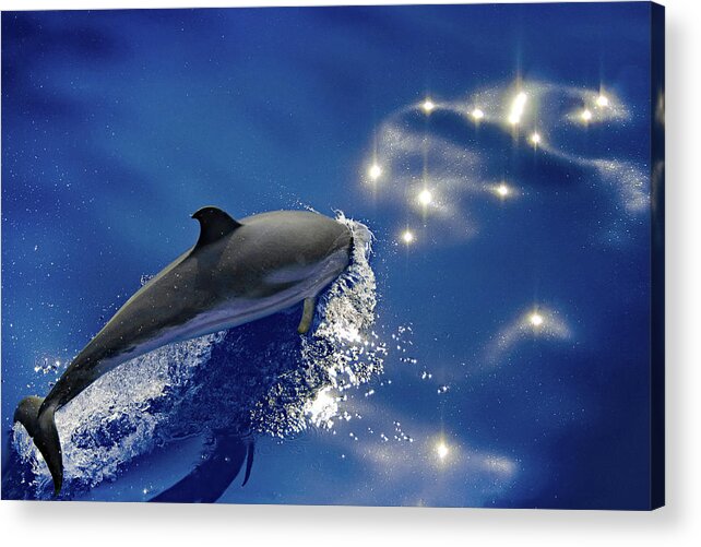 Dolphins Acrylic Print featuring the photograph Dive into the blue by Giovanni Allievi