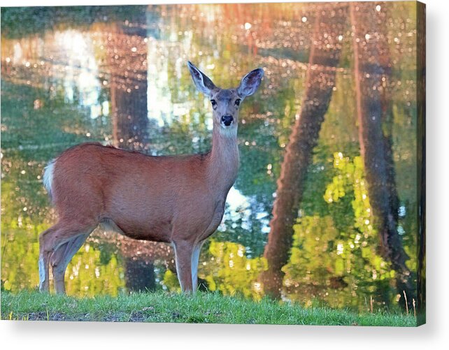 Deer Acrylic Print featuring the photograph Doe Surprise by Donna Kennedy