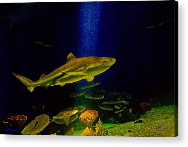 Nature Acrylic Print featuring the photograph Endangered by Diane C Nicholson
