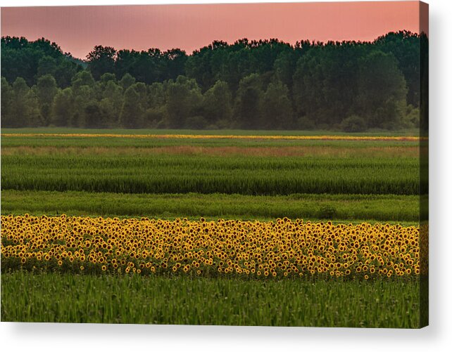 Flowers Acrylic Print featuring the photograph Fields of Sunflowers by Garry McMichael