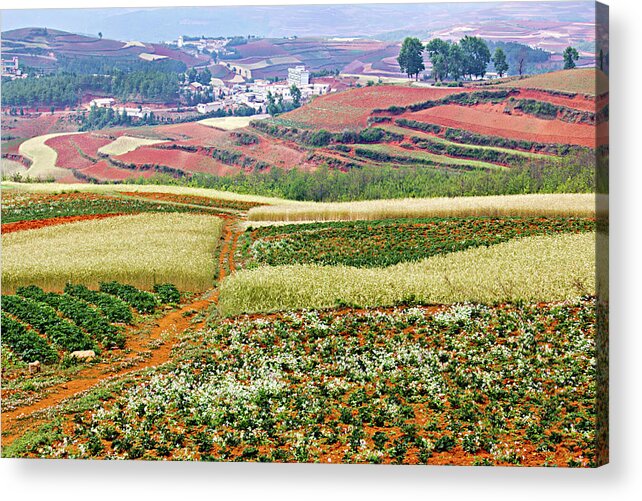 China Acrylic Print featuring the photograph Fields of the Redlands-1 by Marla Craven