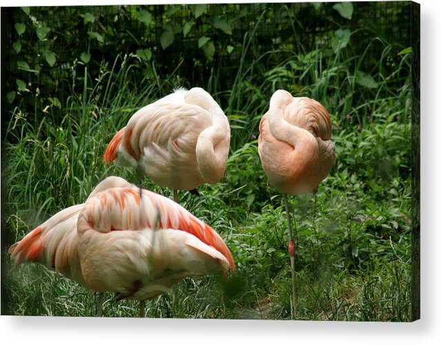 Bird Acrylic Print featuring the photograph Flamingo's at rest by ShadowWalker RavenEyes Dibler