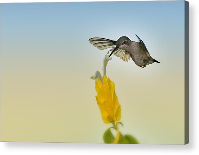 Audubon Acrylic Print featuring the photograph Flashing Dip by Carol Eade