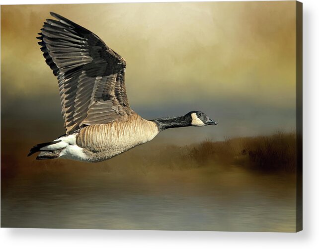 Canada Geese Acrylic Print featuring the photograph Follow the Shoreline by Donna Kennedy