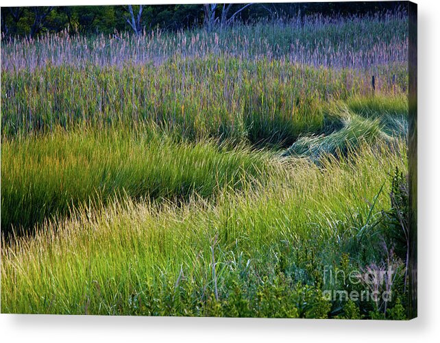 August Acrylic Print featuring the photograph Great Marsh Grass by Susan Cole Kelly