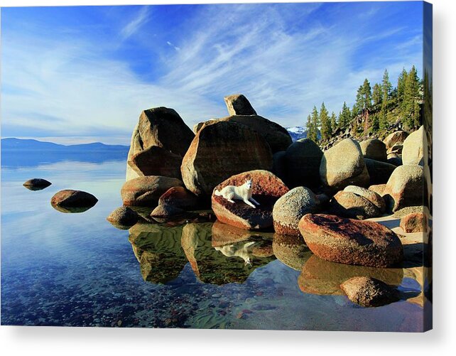 Lake Tahoe Acrylic Print featuring the photograph Hello Sekani by Sean Sarsfield