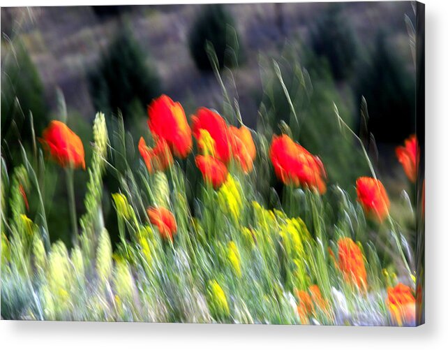 Summer Acrylic Print featuring the photograph Individual by Robert Shahbazi