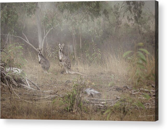 Australia Acrylic Print featuring the photograph Kangaroos In The Mist by Az Jackson