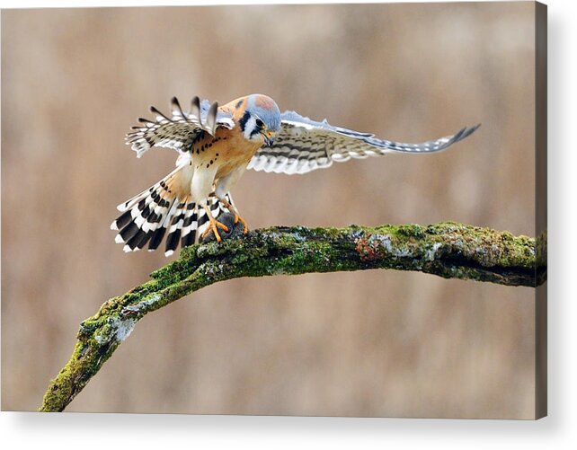 Kestrel Acrylic Print featuring the photograph Kestrel Falcon Hunting on the Wing by Scott Linstead