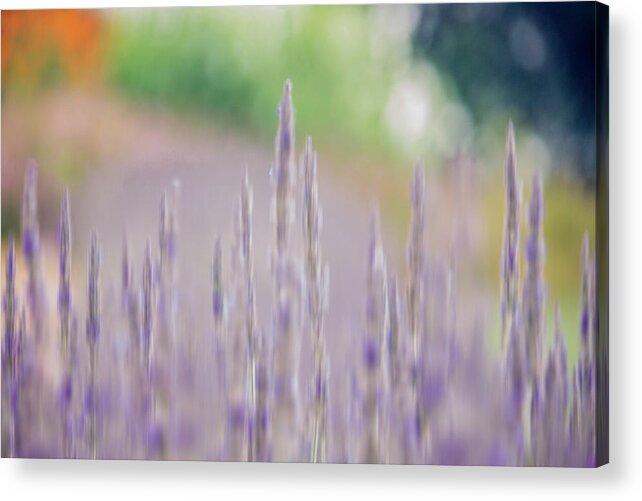 Lavender Acrylic Print featuring the photograph Lavender Daydreams by Cheryl Day