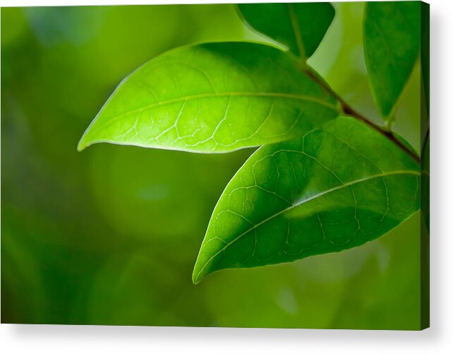 Leaf Acrylic Print featuring the photograph Leaves Of Green by Az Jackson
