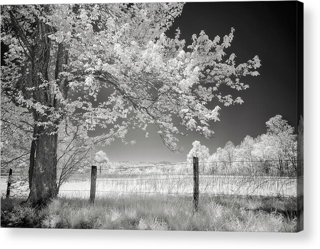 Art Acrylic Print featuring the photograph Leaves of Spring by Jon Glaser