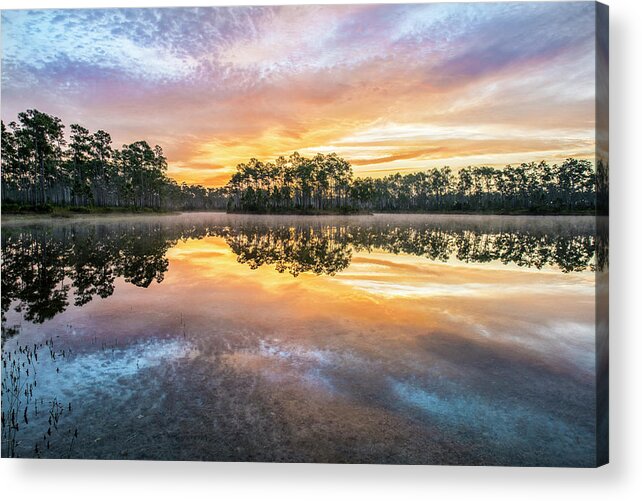 Everglades Acrylic Print featuring the photograph Long Pine Colors by Jon Glaser