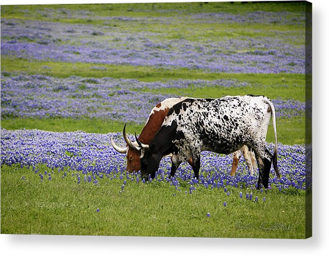 Longhorns Acrylic Print featuring the photograph Longhorns Series No. 6 by Linda Lee Hall