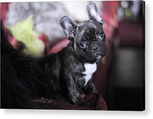 Dog Acrylic Print featuring the photograph Magoo by Rafa Rivas