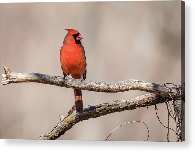 Ashland Nature Center Acrylic Print featuring the photograph Male Cardinal by Gary E Snyder