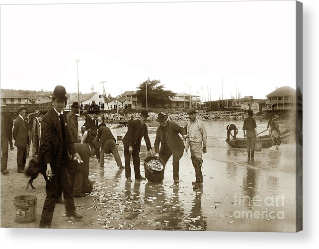 Monterey Acrylic Print featuring the photograph Monterey locals collecting Smelt on the beach near the Custom House by Monterey County Historical Society
