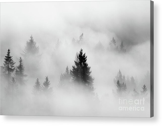 Forest Acrylic Print featuring the photograph Mystic Forest by David Hillier