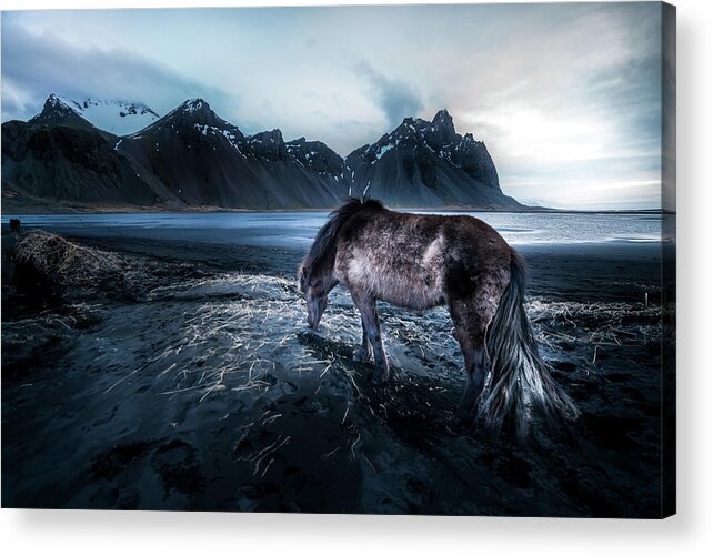 Iceland Acrylic Print featuring the photograph Mystic Icelandic Horse by Larry Marshall