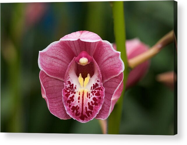 Orchid Acrylic Print featuring the photograph Orchid by Theo Tan