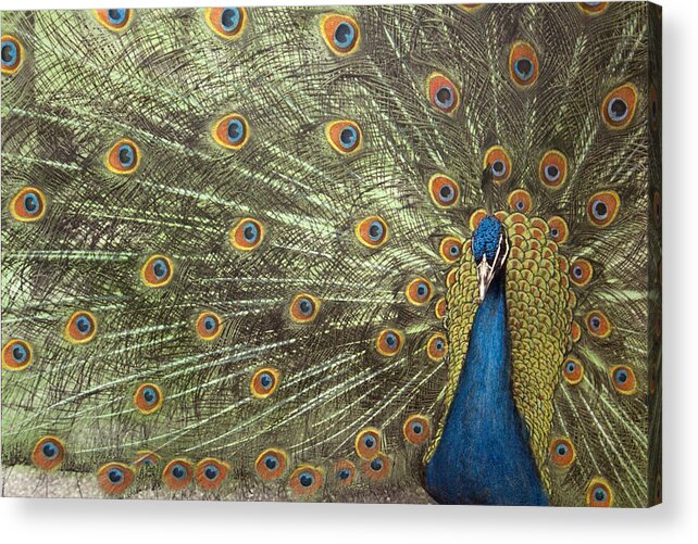 Peacock Acrylic Print featuring the photograph Peacock by Michael Hudson