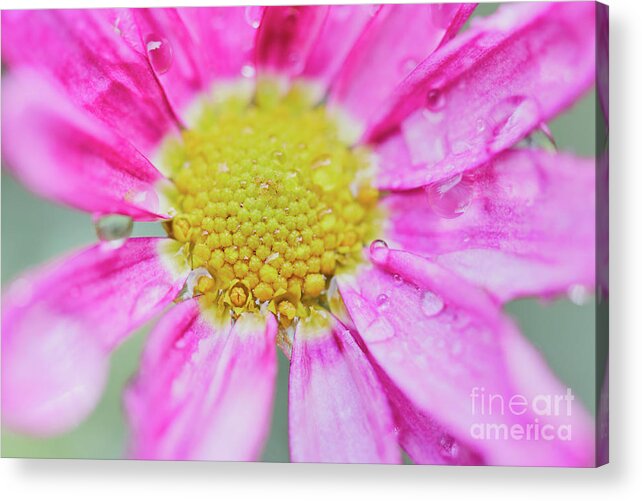 Pink Acrylic Print featuring the photograph Pink Aster Flower with raindrops by Nick Biemans