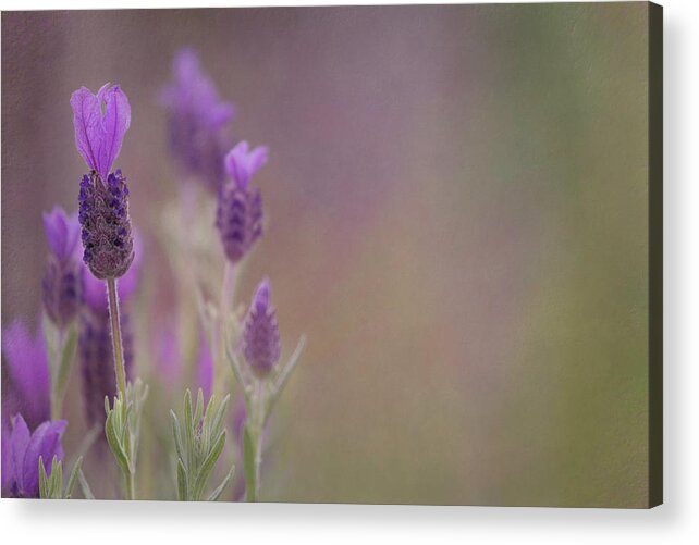 Flower Acrylic Print featuring the photograph Purple Wings by Jacqui Boonstra