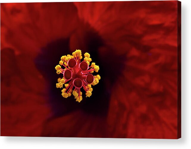 Flamingo Road Nursery Acrylic Print featuring the photograph Red Hibiscus by Carol Eade