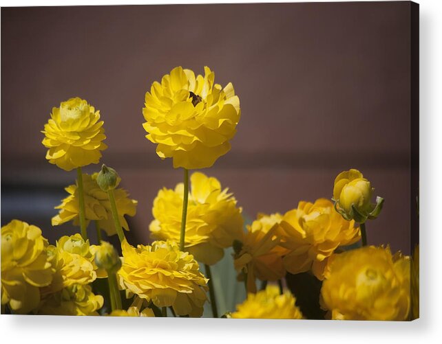  Flower Acrylic Print featuring the photograph Rising Above the Crowd by Morris McClung