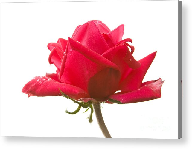 Rose Acrylic Print featuring the photograph Rose on White by Idaho Scenic Images Linda Lantzy
