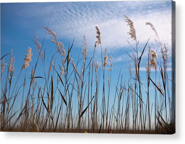 North Carolina Acrylic Print featuring the photograph Sea Oats and Sky on Outer Banks by Dan Carmichael