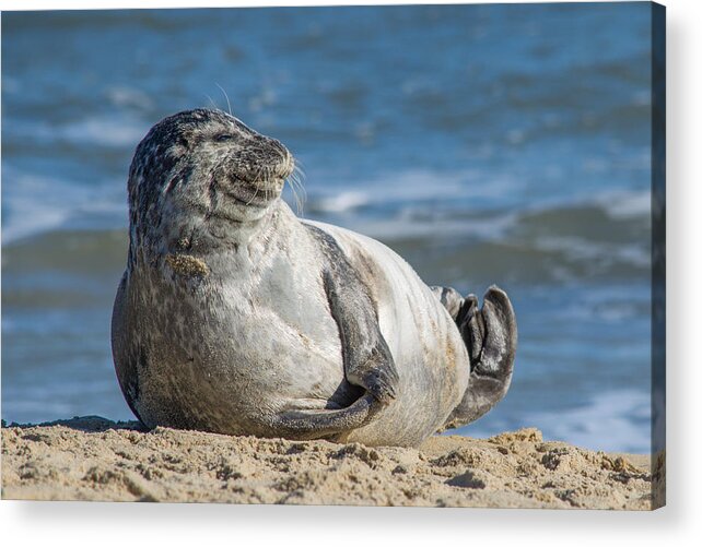Harbor Seal Acrylic Print featuring the photograph Smiling Seal by Cyndi Goetcheus Sarfan