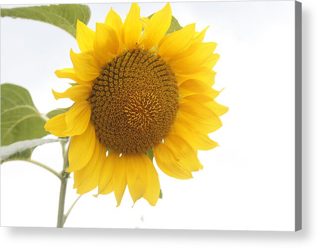 Sunflower Acrylic Print featuring the photograph Sunflower Salutation by Georgia Clare