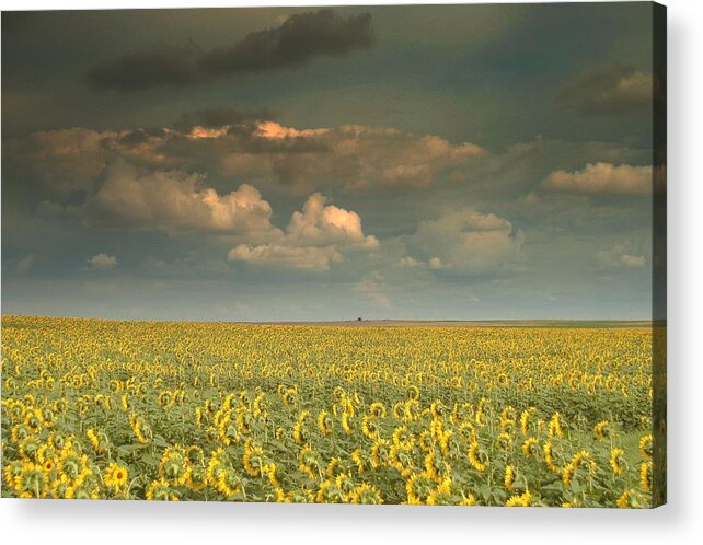 Sunflower Acrylic Print featuring the photograph Sunflower world.. by Al Swasey