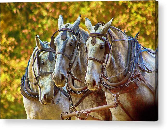 Horses Acrylic Print featuring the photograph Teamwork by Kevin Senter