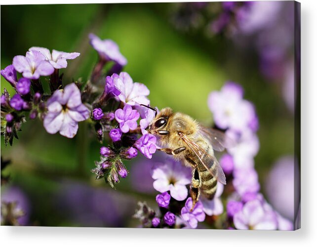 Bee Acrylic Print featuring the photograph The Pollinator by Rick Deacon