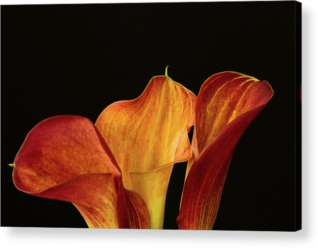Three Calla Lilies Acrylic Print featuring the photograph Three Callas by Cheryl Day
