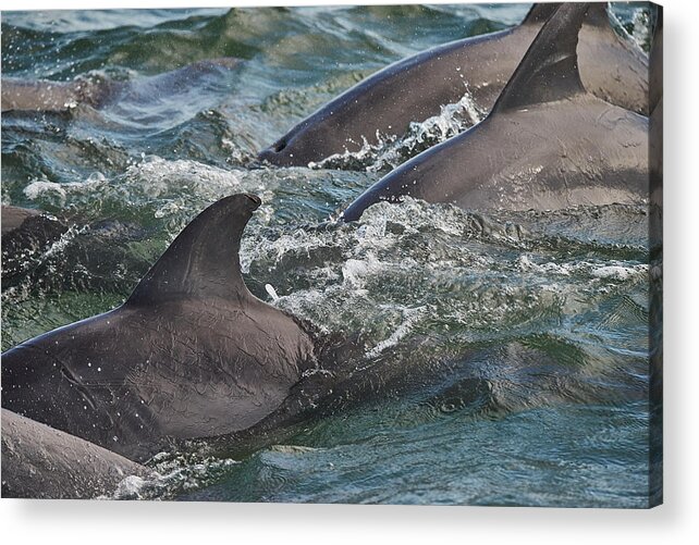 Dolphin Acrylic Print featuring the photograph Three Peas in a Pod - Color by Wild Fotos