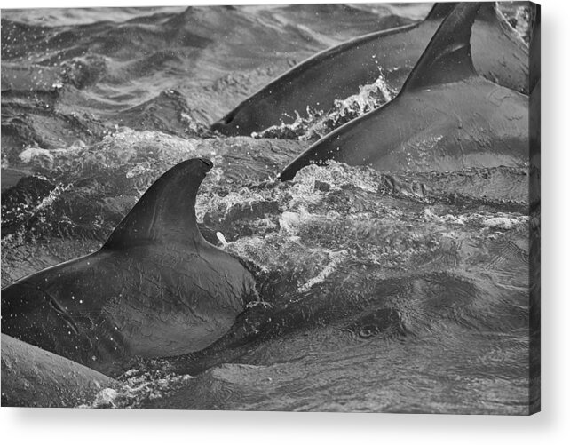 Dolphin Acrylic Print featuring the photograph Three Peas in a Pod by Wild Fotos