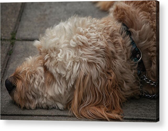  Acrylic Print featuring the photograph Tired by Jacqui Boonstra