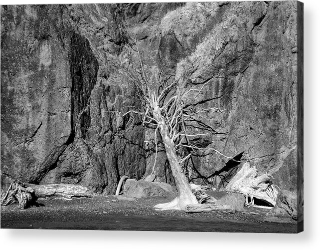 Ruby Beach Acrylic Print featuring the photograph Tree on Ruby Beach by Jon Glaser